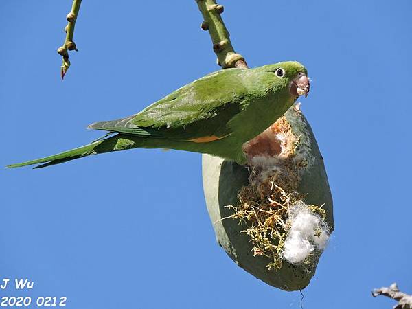 yellow chevroned parakeet (144).JPG