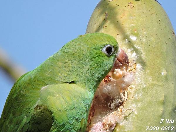 yellow chevroned parakeet (152).JPG