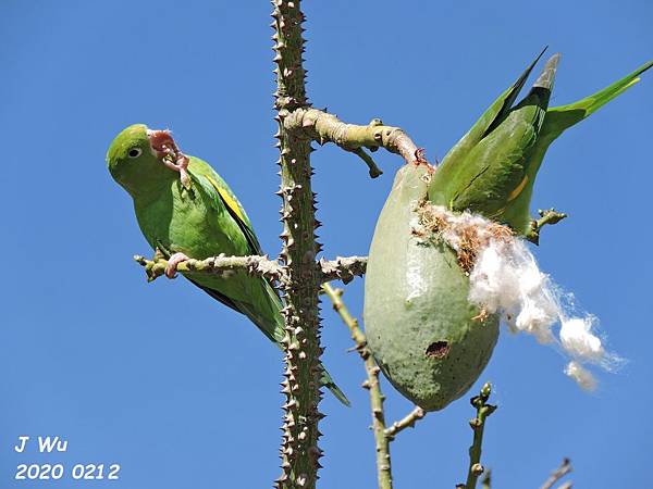 yellow chevroned parakeet (48).JPG