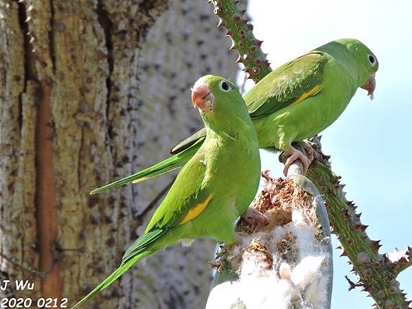 yellow chevroned parakeet (30).JPG