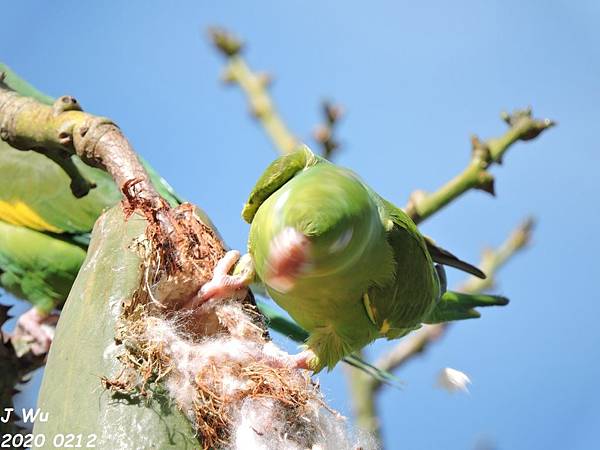 yellow chevroned parakeet (4).JPG