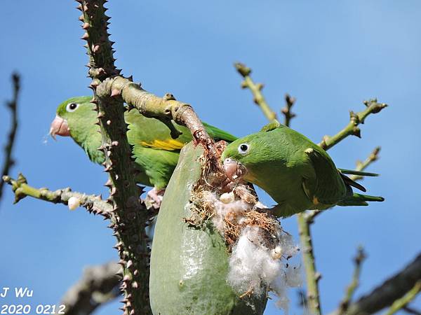 yellow chevroned parakeet (1).JPG