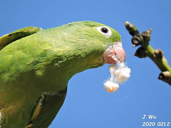 yellow chevroned parakeet (123).JPG