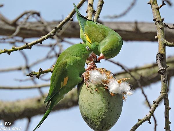 yellow chevroned parakeet (204).JPG