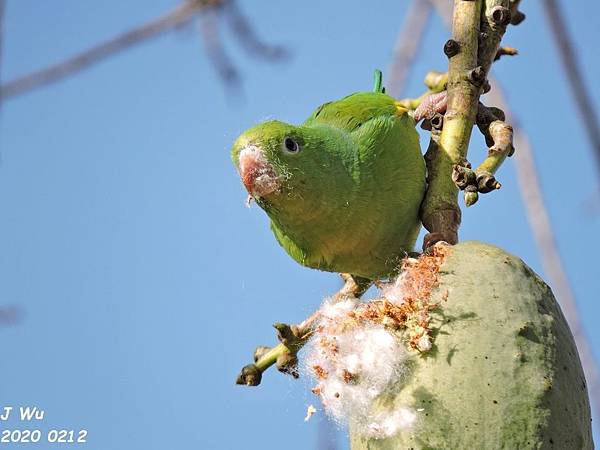 yellow chevroned parakeet (159).JPG