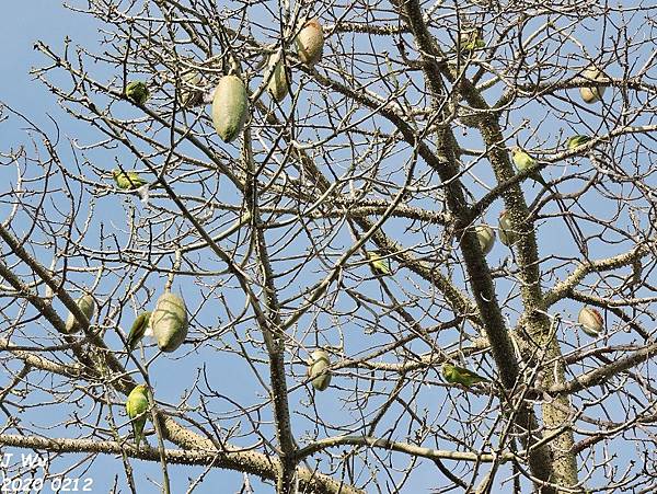 yellow chevroned parakeet (179).JPG