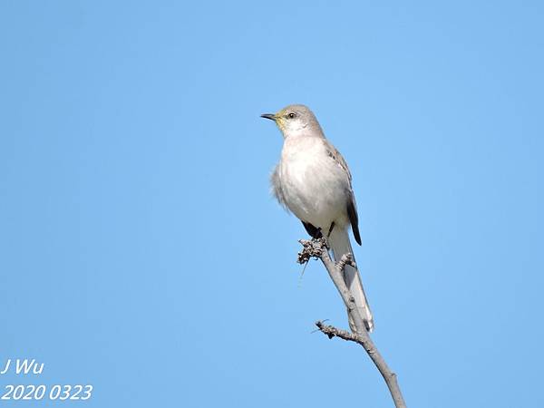 反舌鳥 仿音鳥 mockingbird (20).JPG