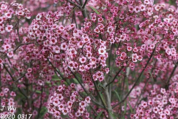 花 洛杉磯南海岸植物園 12 Jpg 相片檔案 痞客邦 花 洛杉磯南海岸植物園 12 Jpg 相片檔案 痞客邦