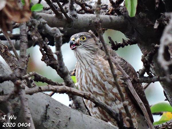 cooper hawk (16).JPG