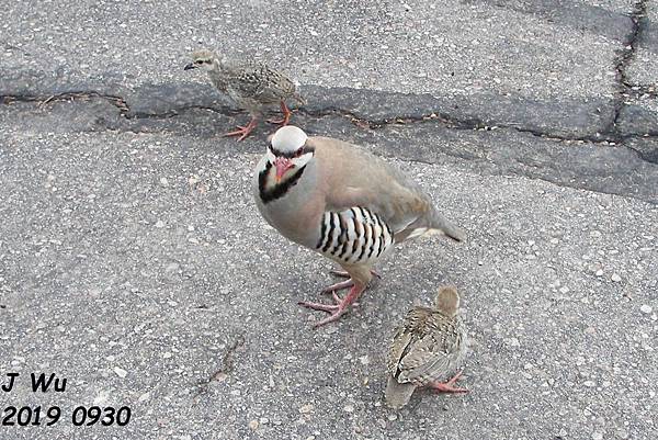 2019 0930 柯達色彩盆地州立公園 石雞 chukar partridge (23).JPG