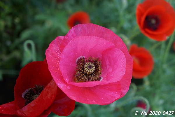 虞美人花 小葉罌粟 poppy (15).JPG