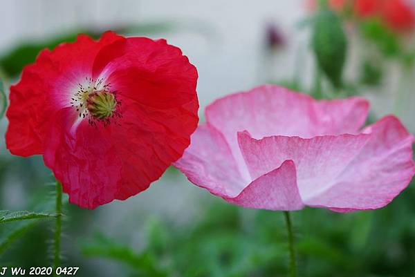 虞美人花 小葉罌粟 poppy (18).JPG