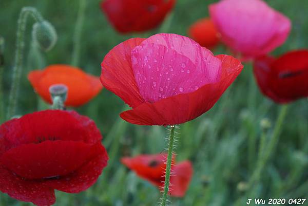 虞美人花 小葉罌粟 poppy (16).JPG