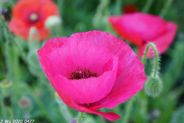 虞美人花 小葉罌粟 poppy (26).JPG