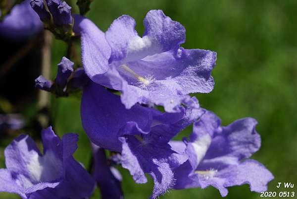 藍花楹jacaranda 我和柴油的窩 痞客邦