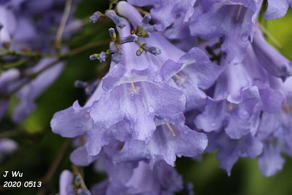 藍花楹jacaranda 我和柴油的窩 痞客邦