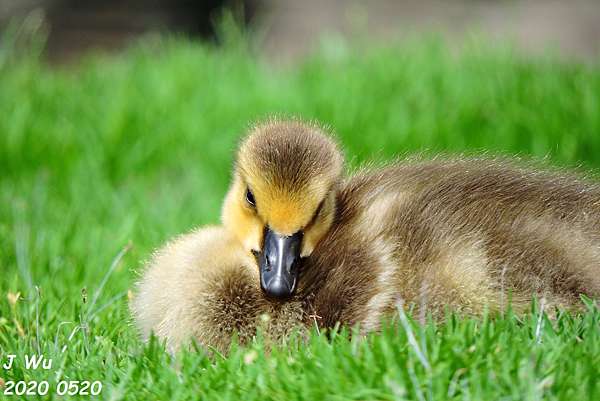加拿大雁canada Goose 我和柴油的窩 痞客邦 加拿大雁canada Goose 我和柴油的窩 痞客邦