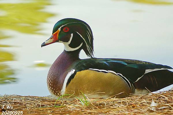 美洲木鴨 林鴛鴦 wood duck (8).JPG