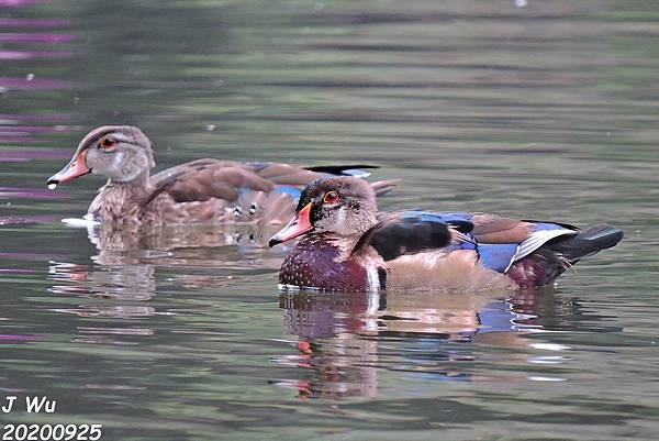 美洲木鴨 林鴛鴦 wood duck (11).JPG