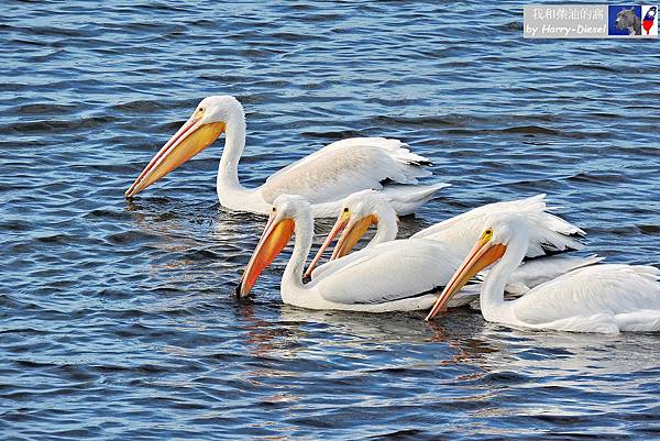 濕地水鳥 ebird (9).JPG