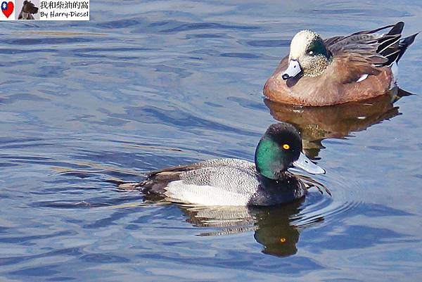 濕地水鳥 ebird (10).JPG