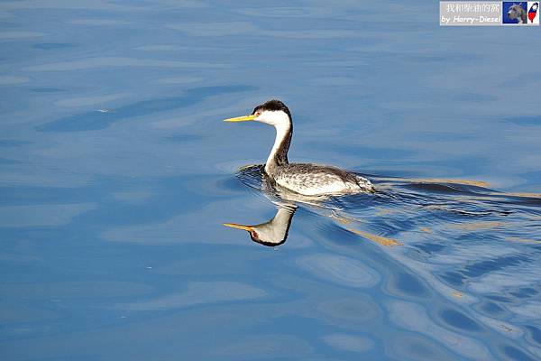 濕地水鳥 ebird (19).JPG