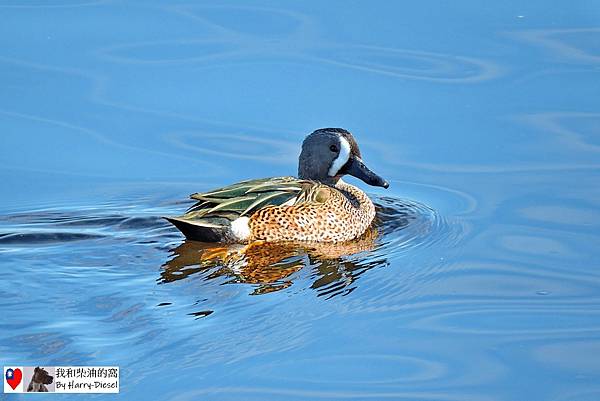 濕地水鳥 ebird (18).JPG