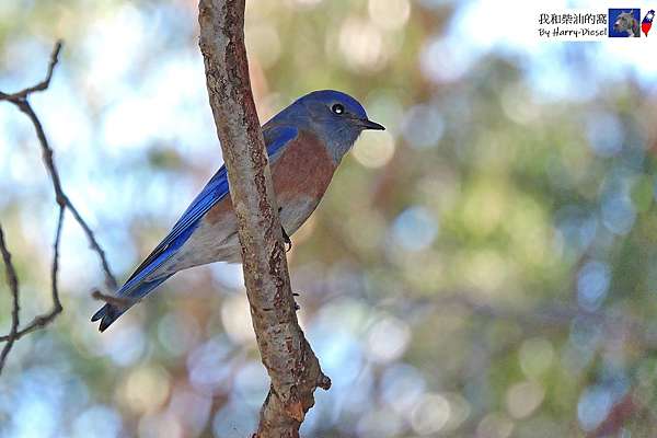 青鳥 鸚鵡 貓頭鷹western Bluebird Red Crowned Amazon Barn Owl 我和柴油的窩 痞客邦 青鳥 鸚鵡 貓頭鷹western Bluebird Red Crowned Amazon Barn Owl 我和柴油的窩 痞客邦