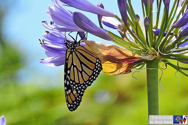 帝王蝶  monarch butterfly (7).JPG