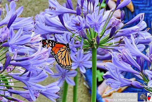 帝王蝶  monarch butterfly (12).JPG