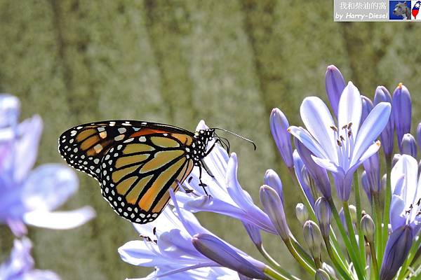 帝王蝶  monarch butterfly (3).JPG