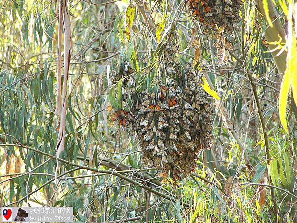 帝王蝶  monarch butterfly (16).JPG