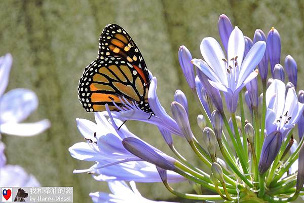 帝王蝶  monarch butterfly (2).JPG