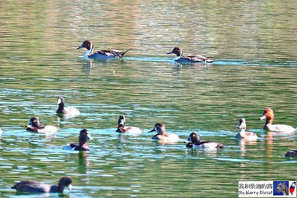 northern pintail 尖尾鴨 (13).JPG