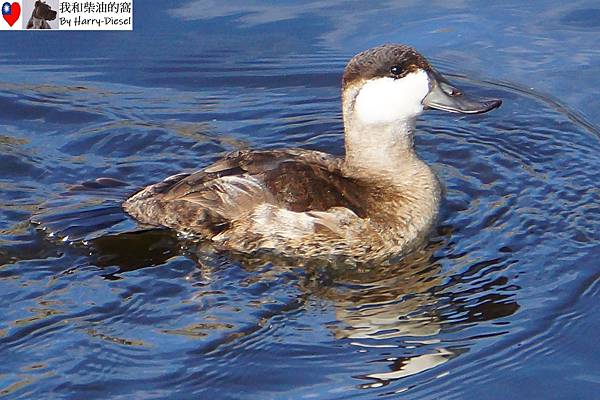 ruddy duck 棕硬尾鴨 1112 (14).JPG