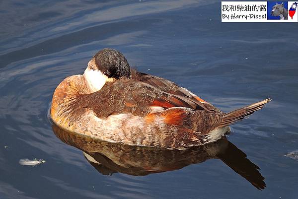 ruddy duck 棕硬尾鴨 1112 (26).JPG