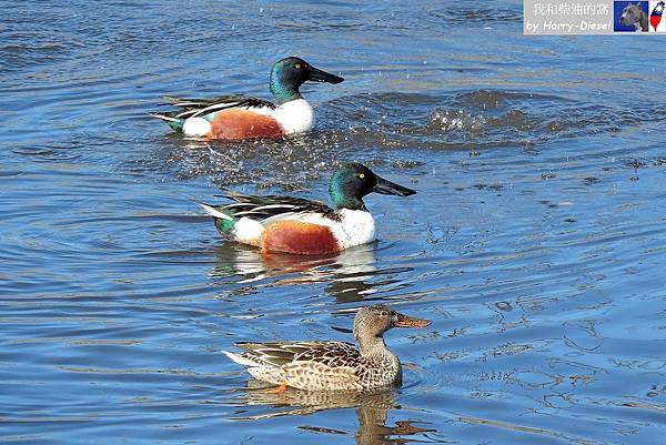 1 琵嘴鴨 northern shoveler (4).JPG