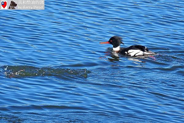 紅胸秋沙 red-breasted merganser (8).JPG