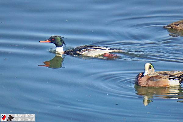 紅胸秋沙 red-breasted merganser (15).JPG