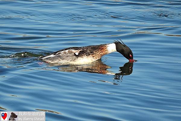 紅胸秋沙 red-breasted merganser (2).JPG