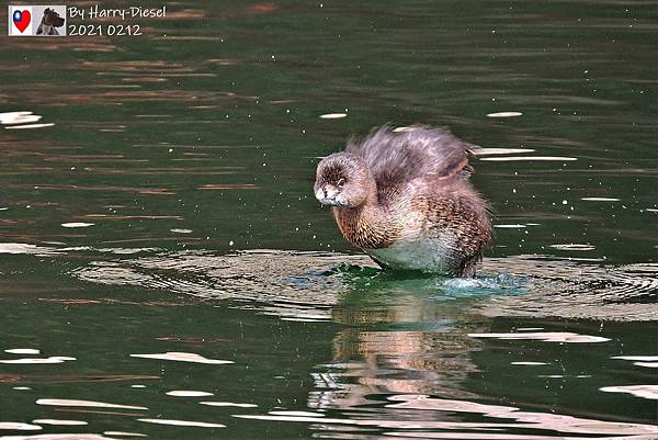 鷿鷉 pied-billed grebe  (14).JPG