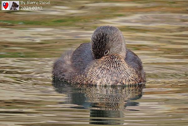 鷿鷉 pied-billed grebe  (9).JPG