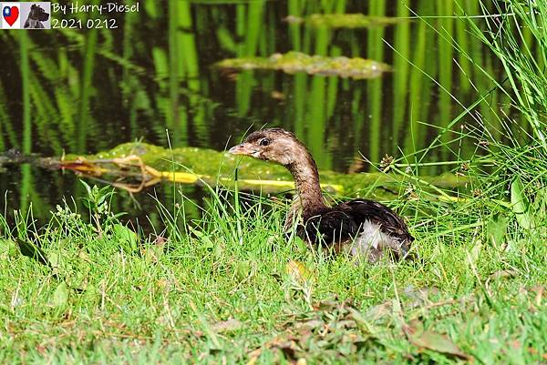 鷿鷉 pied-billed grebe  (17).JPG