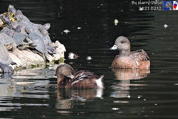 鷿鷉 pied-billed grebe  (2).JPG