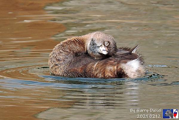 鷿鷉 pied-billed grebe  (6).JPG