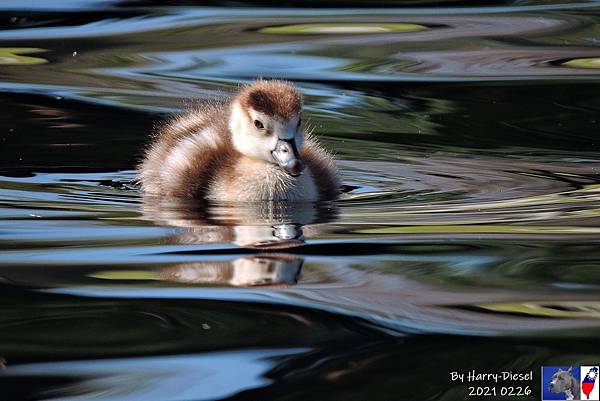 埃及雁 Egyptian goose (7).JPG