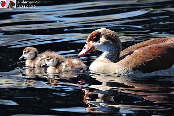 埃及雁 Egyptian goose (9).JPG