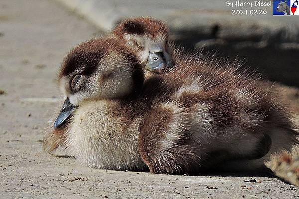 埃及雁 Egyptian goose (14).JPG