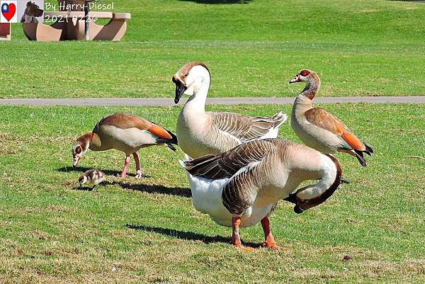 埃及雁 Egyptian goose (20).JPG