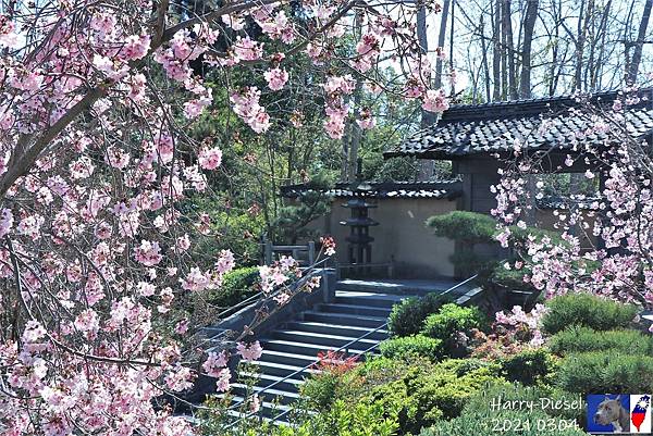 日本花園 漢庭頓圖書館 (18).JPG